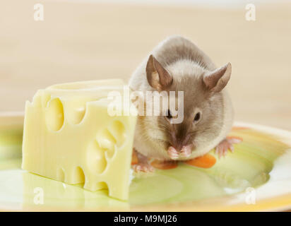 Fancy Maus neben einem Stück Käse, Pflege. Studio Bild. Deutschland. Stockfoto