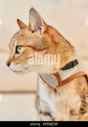 Hauskatze. Tabby Erwachsener mit Kabelbaum. Deutschland. Stockfoto