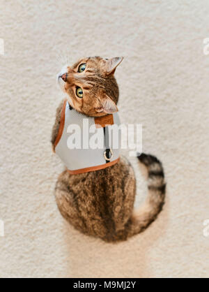 Hauskatze. Tabby Erwachsener mit Kabelbaum, sitzen. Deutschland. Stockfoto