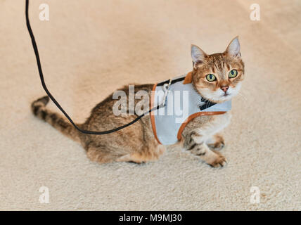 Hauskatze. Tabby Erwachsener mit Kabelbaum und führen. Deutschland. Stockfoto