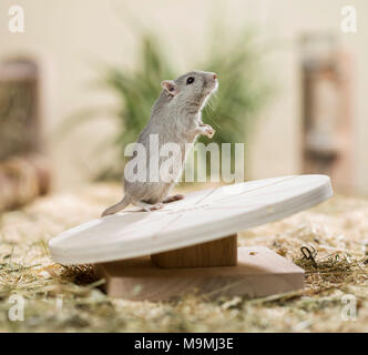 Häuslich Wüstenrennmaus (Meriones unguiculatus). Erwachsenen auf einem Drehteller. Deutschland Stockfoto