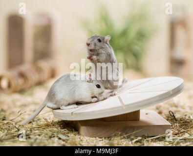 Häuslich Wüstenrennmaus (Meriones unguiculatus). Zwei Erwachsene auf einem Drehteller. Deutschland Stockfoto