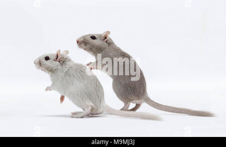 Häuslich Wüstenrennmaus (Meriones unguiculatus). Zwei Erwachsene stehen. Studio Bild auf weißem Hintergrund Stockfoto