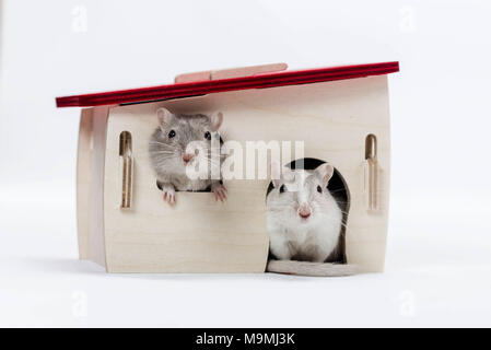 Häuslich Wüstenrennmaus (Meriones unguiculatus). Zwei Erwachsene in Retreat. Studio Bild auf weißem Hintergrund Stockfoto