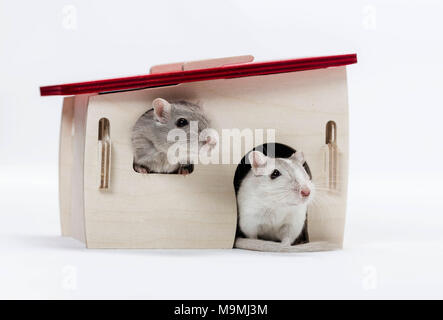 Häuslich Wüstenrennmaus (Meriones unguiculatus). Zwei Erwachsene in Retreat. Studio Bild auf weißem Hintergrund Stockfoto