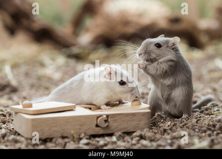 Häuslich Wüstenrennmaus (Meriones unguiculatus). Zwei Erwachsene auf Spielzeug, das Essen los, wenn behandelt. Deutschland Stockfoto