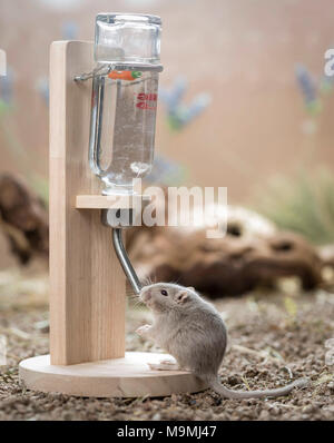 Häuslich Wüstenrennmaus (Meriones unguiculatus). Nach Trinkwasser aus dem Wasserspender. Deutschland Stockfoto