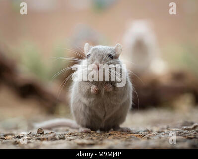 Häuslich Wüstenrennmaus (Meriones unguiculatus). Erwachsenen männlichen Sitzen auf den Hüftknochen. Deutschland Stockfoto