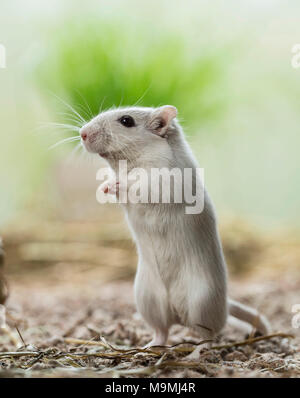 Häuslich Wüstenrennmaus (Meriones unguiculatus). Erwachsene männliche aufrecht steht. Deutschland Stockfoto