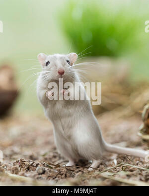 Häuslich Wüstenrennmaus (Meriones unguiculatus). Erwachsene männliche aufrecht steht. Deutschland Stockfoto