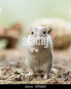 Häuslich Wüstenrennmaus (Meriones unguiculatus). Erwachsene männliche aufrecht steht. Deutschland Stockfoto