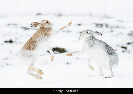 Schneehasen (Lepus timidus) Boxing im Schnee, Verhalten. Hierarchie, Wintermantel, Cairngroms Nationalpark, Highlands Stockfoto