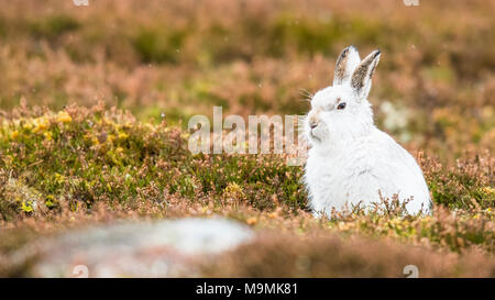 Schneehase (Lepus timidus) sitzt in Wiese, Wintermantel, Cairngroms Nationalpark, Highlands, Schottland, Großbritannien Stockfoto