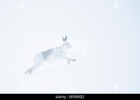 Schneehase (Lepus Timidus) laufen im Schnee, winter Mantel, Cairngroms Nationalpark, Schottisches Hochland, Schottland Stockfoto