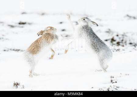 Schneehasen (Lepus timidus) Boxing im Schnee, Verhalten. Hierarchie, Wintermantel, Cairngroms Nationalpark, Highlands Stockfoto