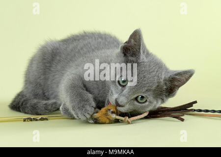 Breedcat Russisch Blau (Felis silvestris catus) mit Spielzeug, im Alter von 10 Wochen, Kätzchen, Studio shot Stockfoto