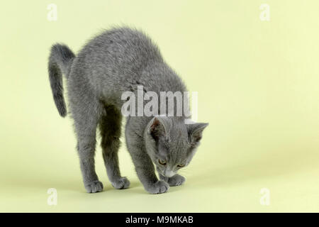 Breedcat Russisch Blau (Felis silvestris catus), im Alter von 10 Wochen, Kätzchen macht Schnalle, Studio shot Stockfoto