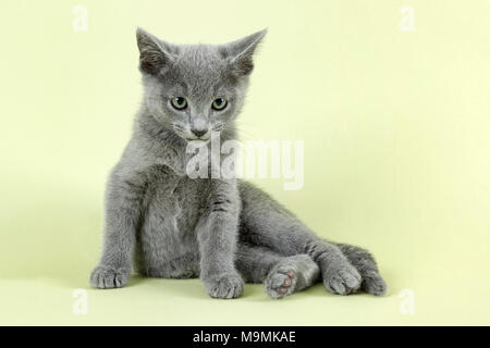 Breedcat Russisch Blau (Felis silvestris catus), im Alter von 10 Wochen, Katze, sitzend, Studio shot Stockfoto