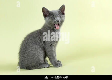 Breedcat Russisch Blau (Felis silvestris catus), im Alter von 10 Wochen, Katze, sitzend, Gähnen, Studio shot Stockfoto