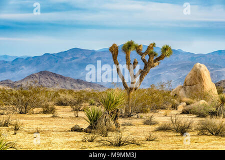 Joshua Tree oder Yucca Buergeri, beheimatet in den trockenen Südwesten der Vereinigten Staaten. Stockfoto