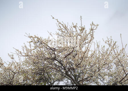 Cherry Blossom, Äste mit weißen Blüten über bewölkter Himmel Hintergrund Stockfoto