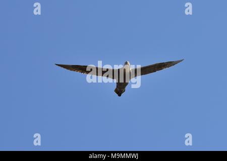 Southern giant Petrel (Macronectes giganteus) im Flug, Punta Tombo, Chubut, Argentinien Stockfoto