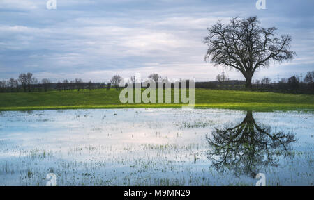 Düstere Frühling Landschaft mit einem großen Baum, auf der grünen Wiese und seine Reflexion in einem kleinen Teich, mit einem bewölkten Himmel, in Schwäbisch Hall, Deutschland. Stockfoto