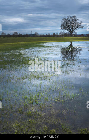 Moody Frühling Landschaft mit einem großen Baum, am Ufer eines kleinen Teich, im Wasser spiegelt, an einem bewölkten Tag, in Schwäbisch Hall, Deutschland. Stockfoto