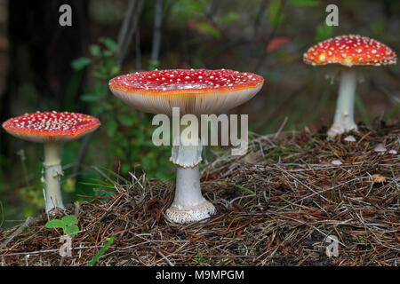 Blätterpilze Gruppe fliegen (Amanita muscaria) auf Waldboden, giftig, Län, Dänemark Stockfoto