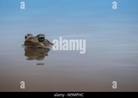 Gemeinsame Fluss Frosch (Amieta quecketti), Mashatu Game Reserve, Tuli Block, Botswana Stockfoto