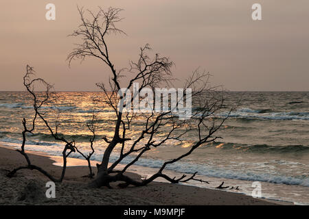 Toter Baum an der West Beach, Abendlicht, Darß, Fischland-Darß-Zingst, Nationalpark Vorpommersche Boddenlandschaft Stockfoto