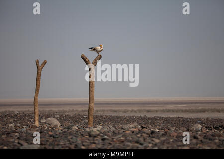 Schmutzgeier (Neophron percnopterus) sitzt auf toten Baumstamm, Wüste Danakil, Äthiopien Stockfoto