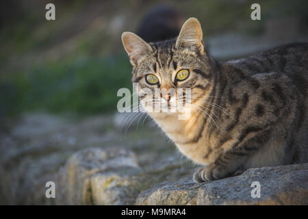 Big-eyed Cat in Torremolinos, Spanien Stockfoto