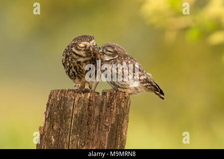 Steinkauz (Athene noctua), erwachsenen Vogel mit einem jungen Tier, der Fütterung, der Regenwurm als Beute, Rheinland-Pfalz, Deutschland Stockfoto