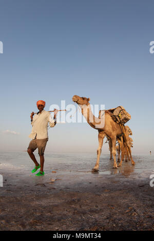 Caravan, Kamele Salz durch die dallol Salzwüste, Äthiopien Transport Stockfoto