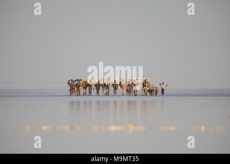 Caravan, Kamele Salz durch die dallol Salzwüste, Äthiopien Transport Stockfoto