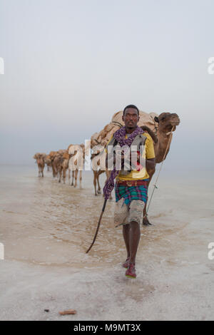 Caravan, Kamele Salz durch die dallol Salzwüste, Äthiopien Transport Stockfoto