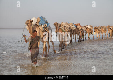 Caravan, Kamele Salz durch die dallol Salzwüste, Äthiopien Transport Stockfoto