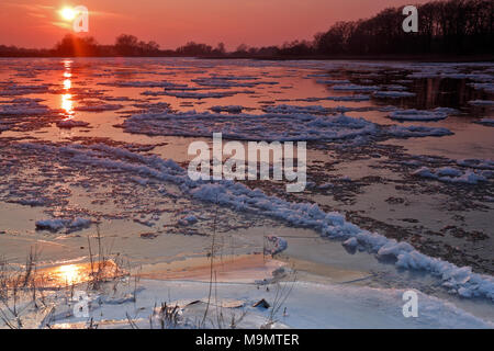 Eis laufen, kleine Eisschollen auf der Elbe bei Sonnenuntergang, Biosphärenreservat Mittlere Elbe, Dessau-Roßlau, Sachsen-Anhalt, Deutschland Stockfoto