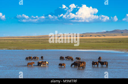 Herde wilder Pferde in das Flussbett der Tuul Fluss, gorkhi-terelj Nationalpark, Mongolei Stockfoto