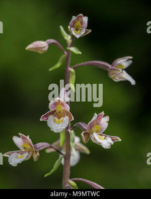 Marsh (helleborine Epipactis palustris), gößl am Grundlsee, Steiermark, Österreich Stockfoto