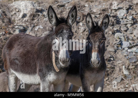 Zwei Esel (Equus asinus asinus), Valle Maira, Piemont, Italien Stockfoto