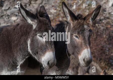 Zwei Esel (Equus asinus asinus), Porträt, Valle Maira, Piemont, Italien Stockfoto