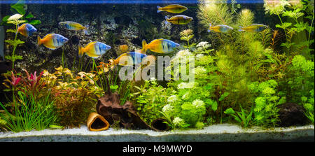 Harlekin Regenbogenfisch (Melanotaenia boesemani) in einem Aquarium, Süßwasser-Aquarium Stockfoto