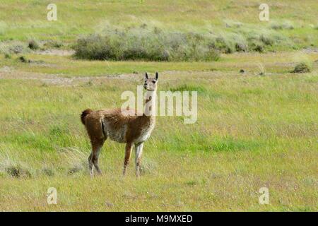 Guanako (Lama Guanicoe) stehen auf einer Wiese, Valle Chacabuco, Región de Aysén, Chile Stockfoto