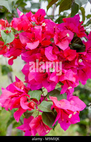 Paperflower, Trillingblomma (Bougainvillea glabra) Stockfoto