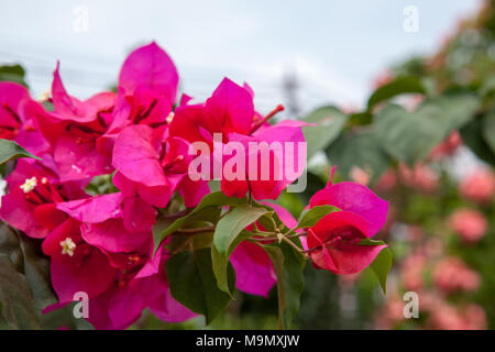 Paperflower, Trillingblomma (Bougainvillea glabra) Stockfoto