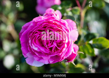 "Baronin Floribunda Rose, Floribundaros (Rosa) Stockfoto