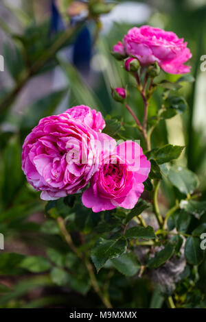 "Baronin Floribunda Rose, Floribundaros (Rosa) Stockfoto