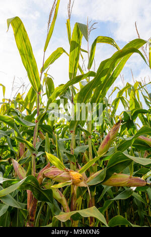 Reife Maiskolben in einem Feld mit sichtbaren Gelbe Körner. Stockfoto